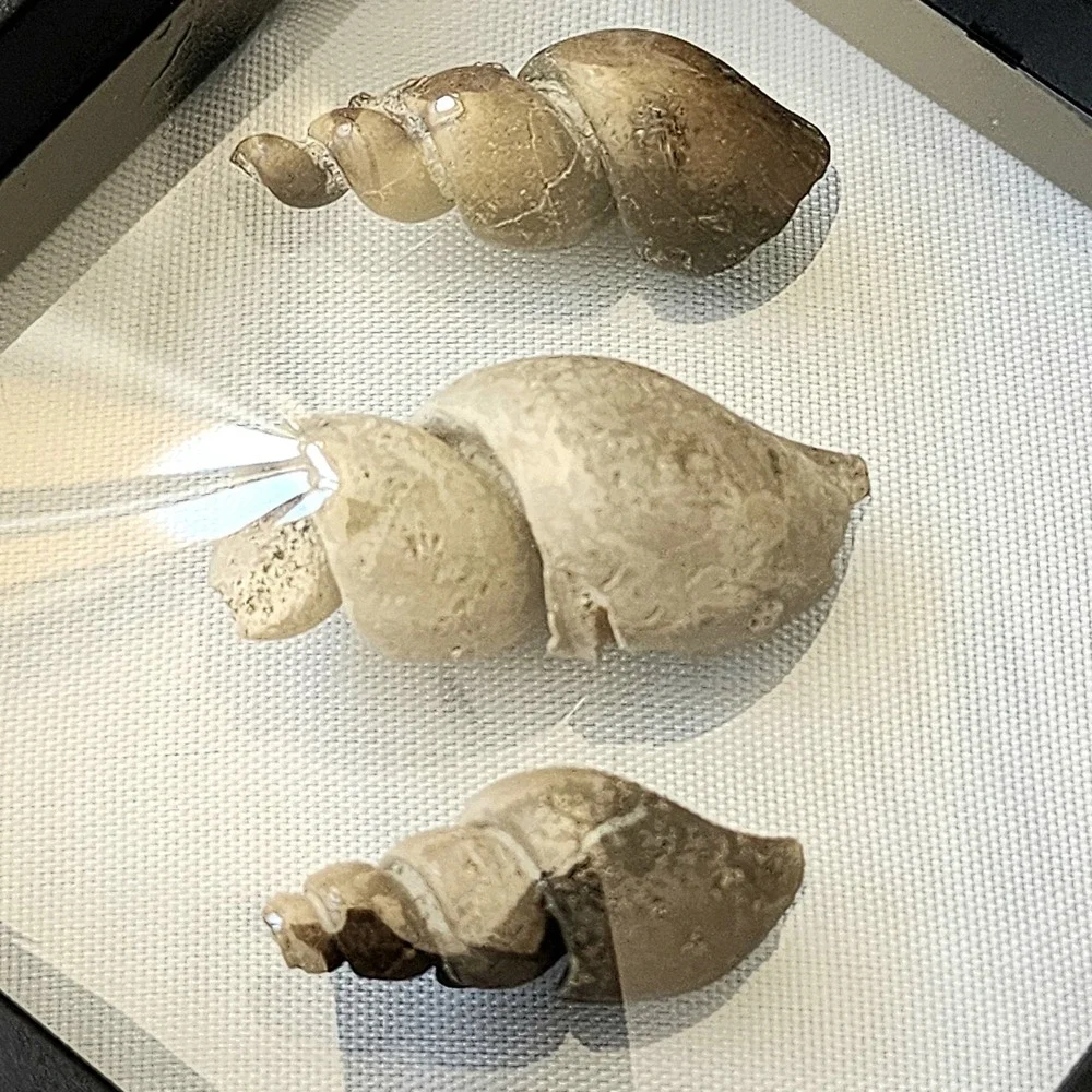Fossilized Sea Snails Displayed in Shadow Box Natural‎ History Specimen